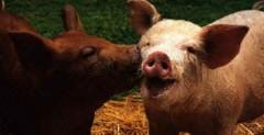 baiser cochon.jpg