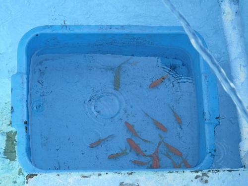 Bassin de Jardin : entretien et nettoyage d'automne !... Bassin de Jardin : entretien et nettoyage d'automne !...