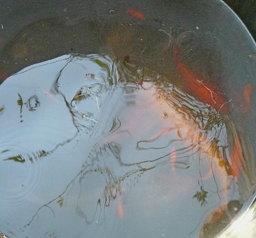 Bassin de Jardin : entretien et nettoyage d'automne !... Bassin de Jardin : entretien et nettoyage d'automne !...