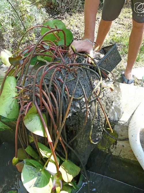 Bassin de Jardin : entretien et nettoyage d'automne !... Bassin de Jardin : entretien et nettoyage d'automne !...
