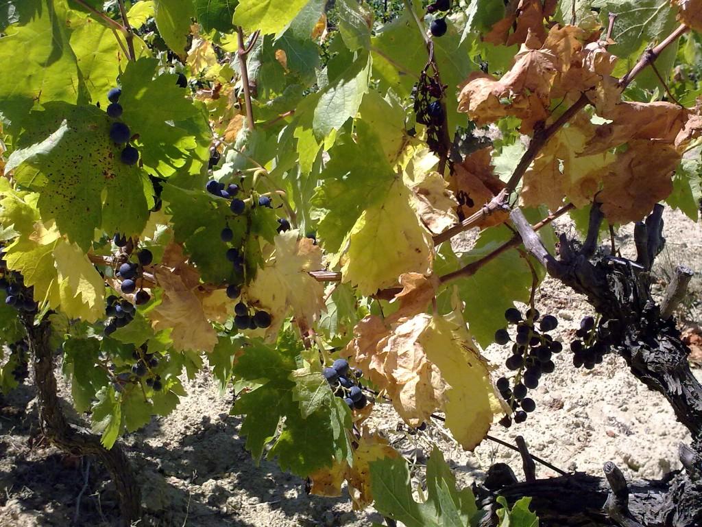 photos-maturation-003 stress hydrique sur vigne