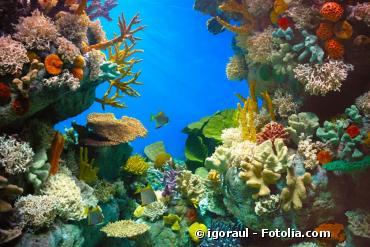 Acidification des océans : de graves impacts sur la faune marine