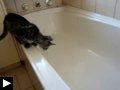 Videos: Un chat sur la tête + Le chat et la baignoire