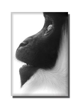 le-singe-de-savon-nadia le-singe-de-savon-nadia