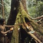 Les Penan de Bornéo, ils luttent contre la déforestation.