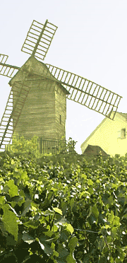 moulin-vigne-sannois02.png