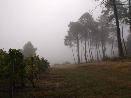 Le raisin dans tous ses états (ou le botrytis à l'action) 027__2_