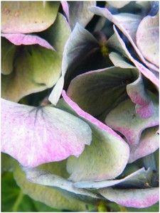 FIN DE SAISON ...Le jardin ressemble à une palette de Pei... DSCF1061