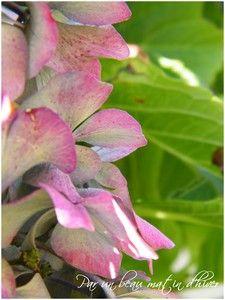 FIN DE SAISON ...Le jardin ressemble à une palette de Pei... DSCF1062