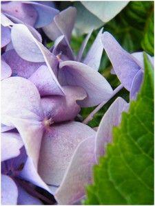 FIN DE SAISON ...Le jardin ressemble à une palette de Pei... DSCF1066