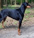 Doberman photo-doberman-01.jpg