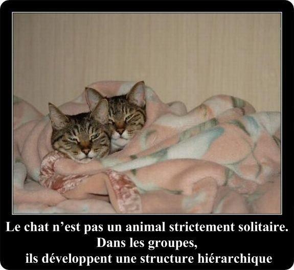 Des faits intéressants sur les chats