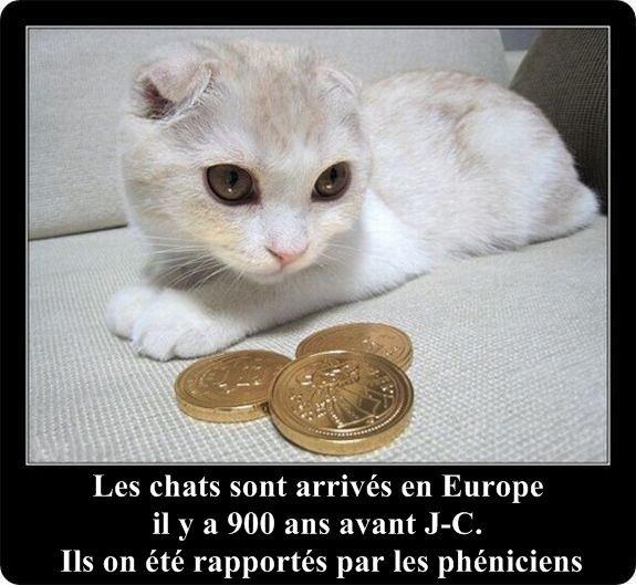 Des faits intéressants sur les chats