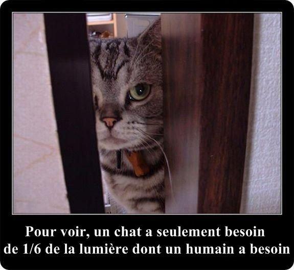 Des faits intéressants sur les chats