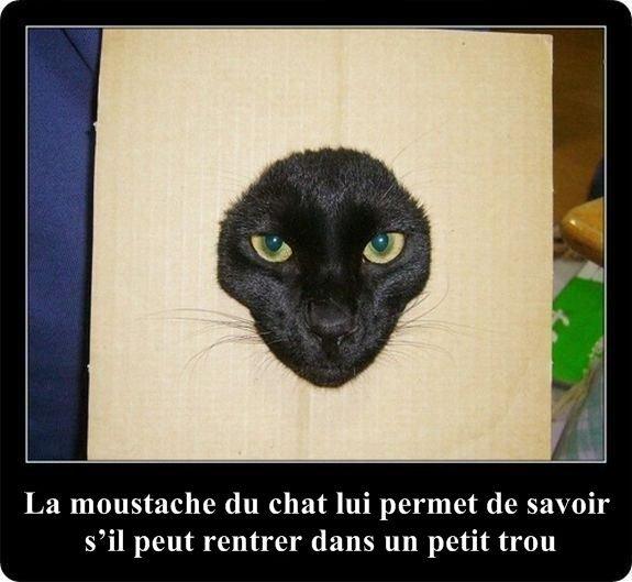 Des faits intéressants sur les chats