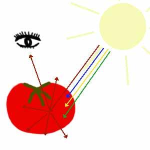 http://science-ouverte.u-strasbg.fr/site/site/site/exclusif/exclus_juniors/exclu_03_2003/images/tomate.jpg