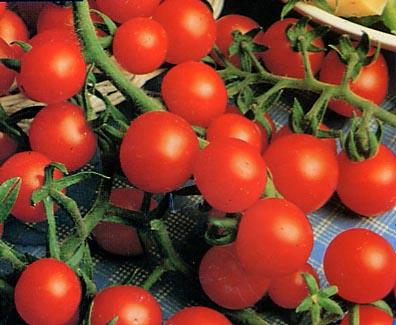 http://1.bp.blogspot.com/_UUFoyO2Lt3o/R_HZ6GWtCcI/AAAAAAAAABc/Ggo2optRVv8/s400/Tomates+cerises++1.jpg