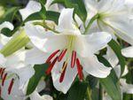 Les lys ou Liliums Lilium-casablanca