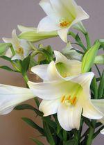 Les lys ou Liliums Lilium_longiflorum