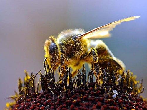 abeille-couverte-de-pollen