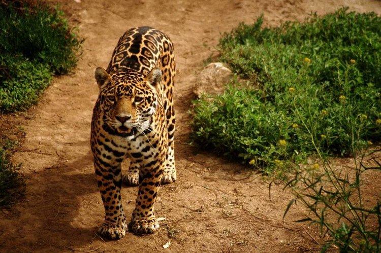 Animaux Animaux