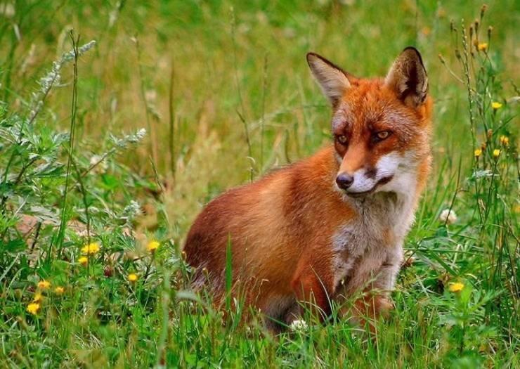 Animaux Animaux