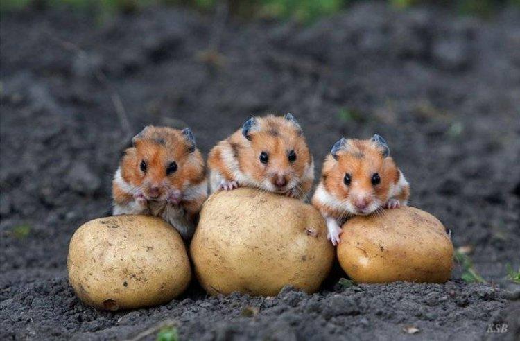 Animaux Animaux