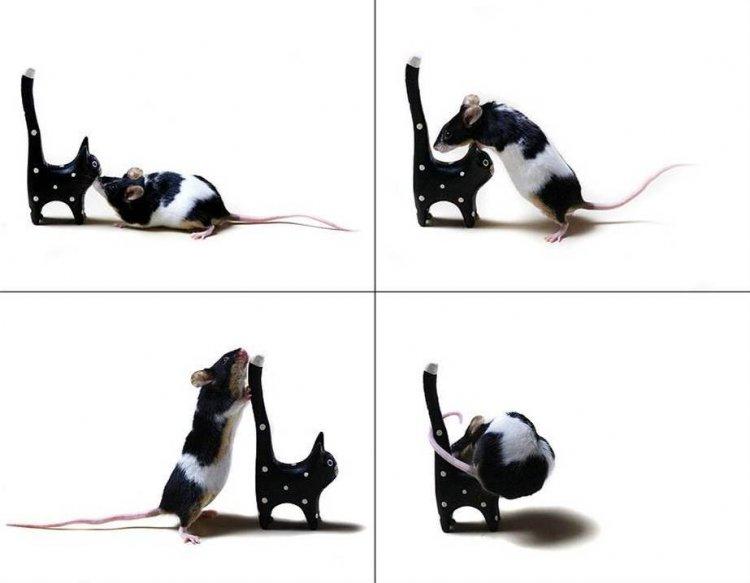 Animaux Animaux