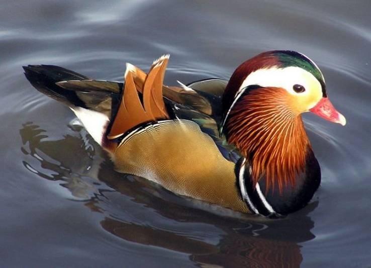 Animaux Animaux