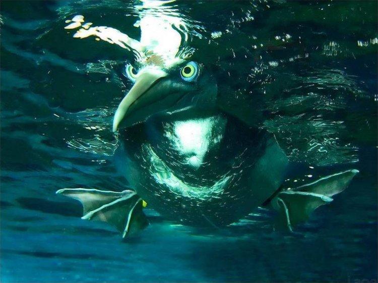 Animaux Animaux
