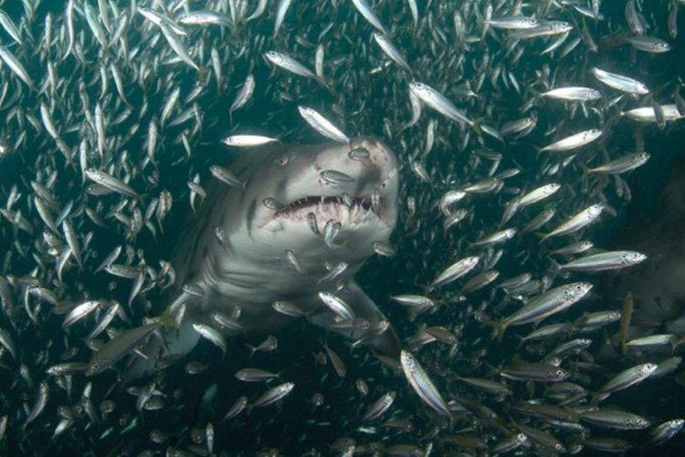 Animaux Animaux