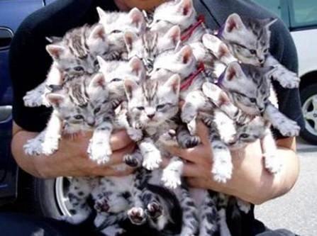 Animaux Animaux