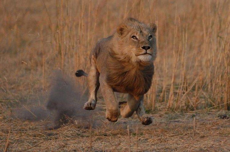 Animaux Animaux