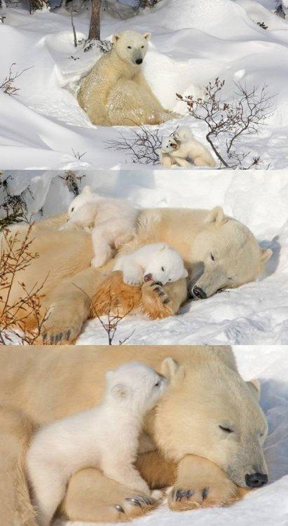 Animaux Animaux