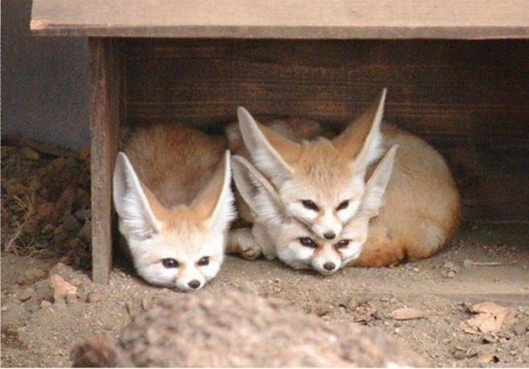 Animaux Animaux