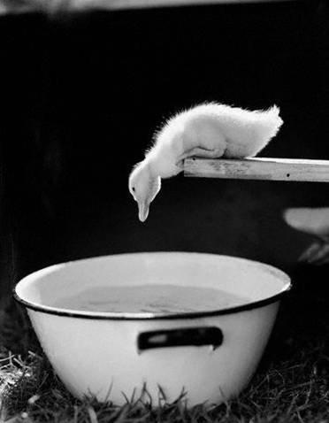 Animaux Animaux