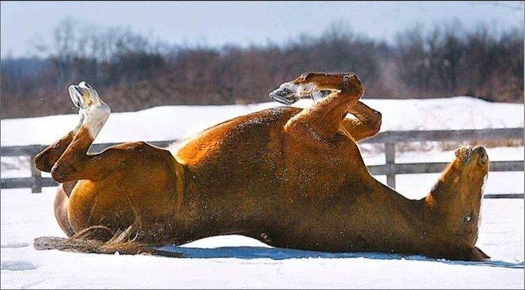Animaux Animaux