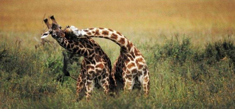Animaux Animaux