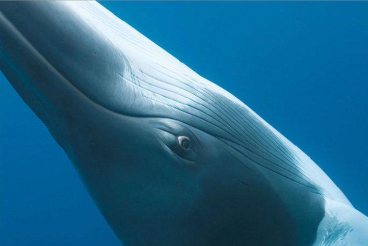 Animaux Animaux