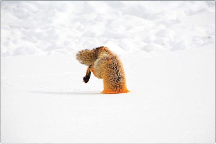 Animaux Animaux