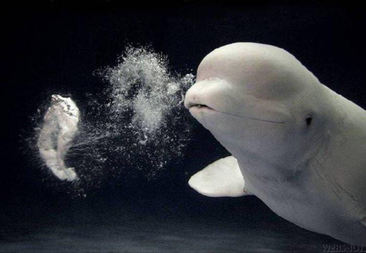 Animaux Animaux