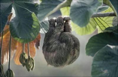 Animaux Animaux