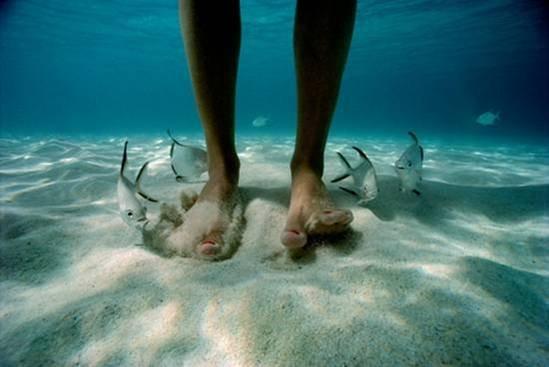 Animaux Animaux