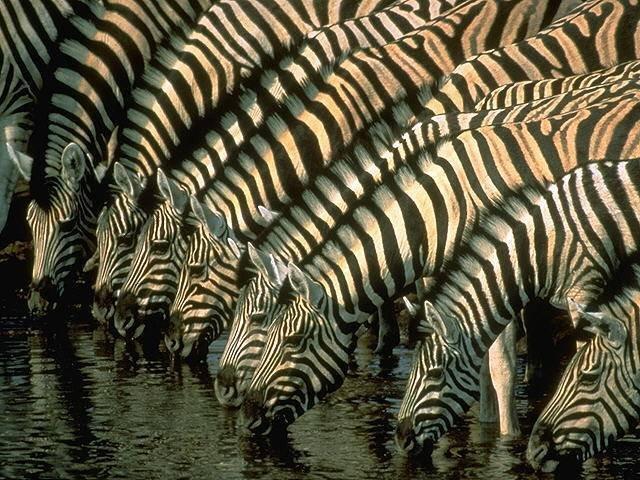 Animaux Animaux