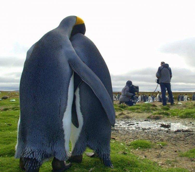 Animaux Animaux