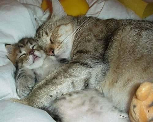 Animaux Animaux