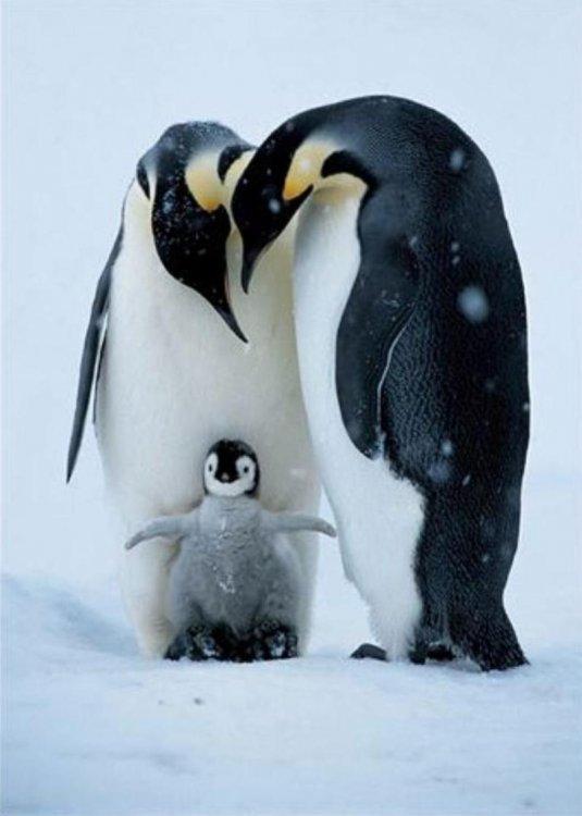 Animaux Animaux