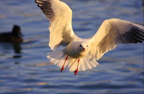 Animaux Animaux