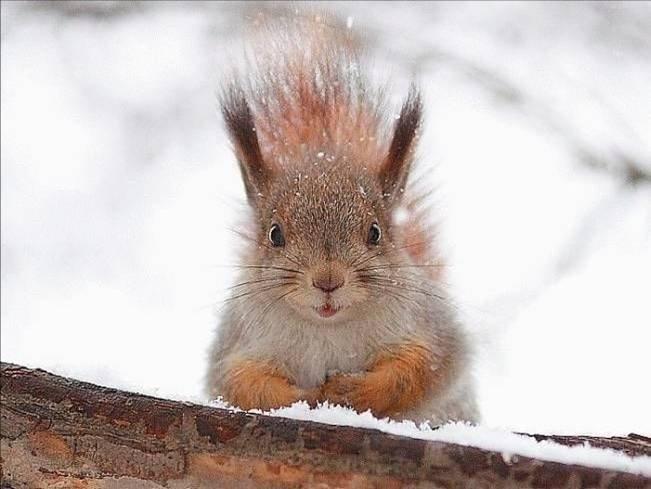 Animaux Animaux