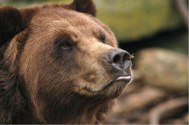 Animaux Animaux